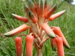 Aloe cooperi inflorescence